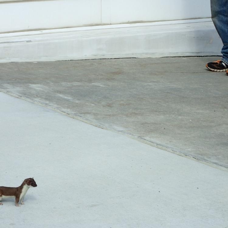 A short-tailed weasel pauses at the entrance to a building on the campus of the University of Alaska Fairbanks. Photo by Ned Rozell.