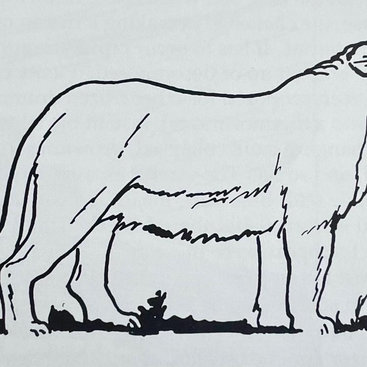 Dale Guthrie’s drawing of an ice-age lion that lived in Alaska. From Blue Babe: The Story of a Steppe Bison Mummy from Ice Age Alaska by Mary Lee Guthrie.